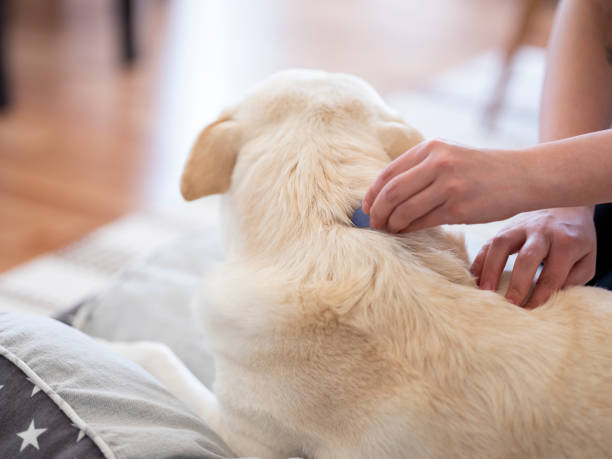istock Tick and flea prevention for a dog 1218461559