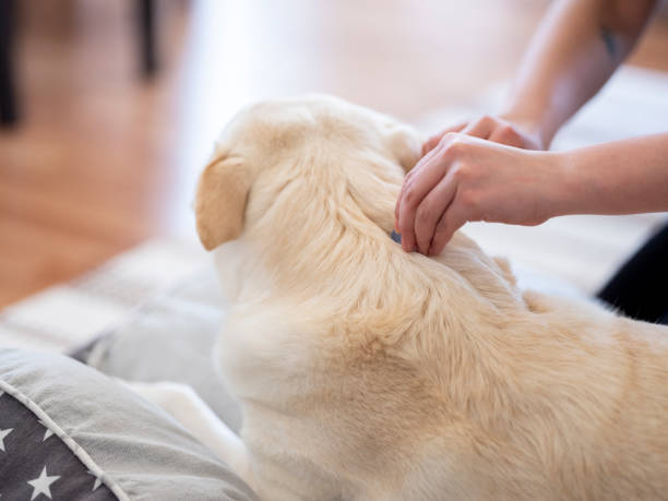 istock Tick and flea prevention for a dog 1218461594