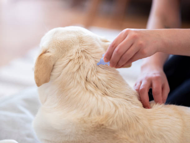 istock Tick and flea prevention for a dog 1218461617
