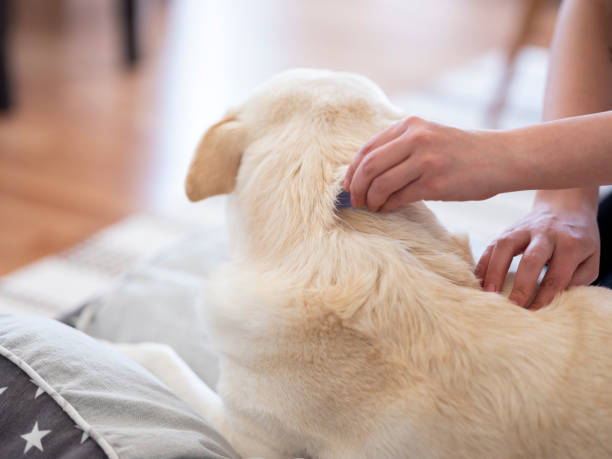 prevenzione di zecche e pulci per un cane - vet veterinary medicine puppy dog foto e immagini stock