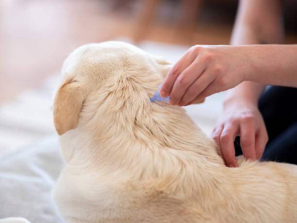 istock Tick and flea prevention for a dog 1218461675