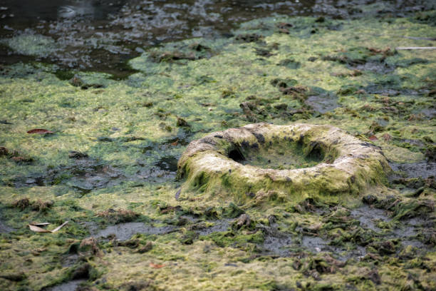 istock Old tire in the bog. Environmental contamination. Ecological disaster concept 1218462486