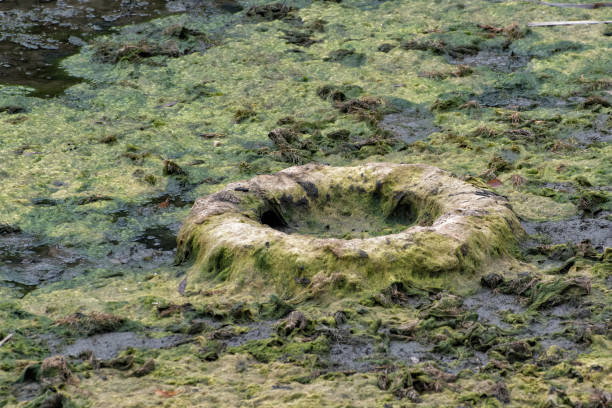 istock Old tyre in the bog. Garbage Disposal Problems. Environmental disaster concept 1218462490