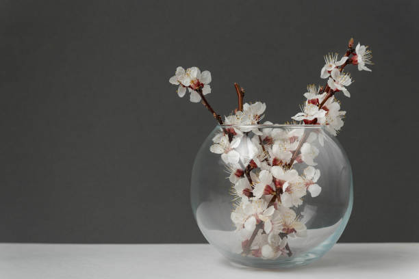 istock Blooming apricot tree twigs in vase on gray background. Decor Minimalism. 1218462554