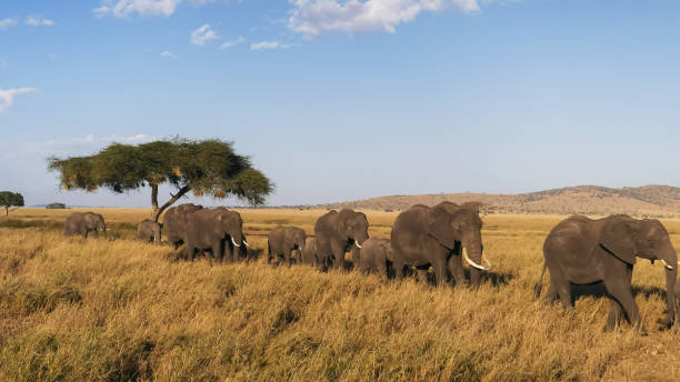 istock elephant herd in single file approaching at serengeti 1218463244