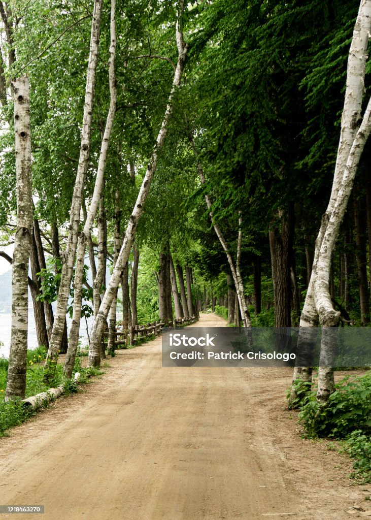 Light and dark sides of a path This image shows a dirt track where both sides contrast each other. Taken from Nami Island, South Korea. Backgrounds Stock Photo