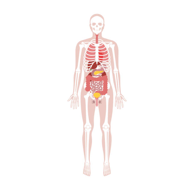 i̇nsan iskeleti ve iç organ anatomisi - fizyoloji stock illustrations