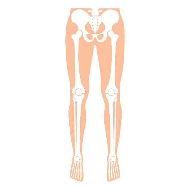 menschliche beinknochen anatomie. - menschliches bein stock-grafiken, -clipart, -cartoons und -symbole