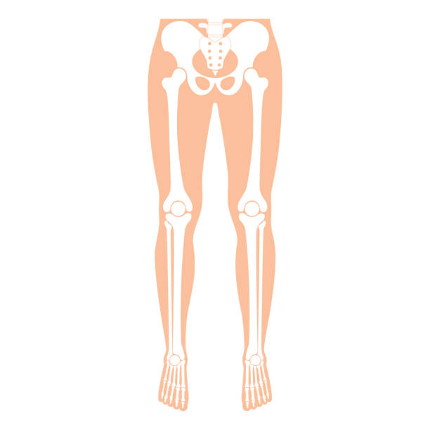 Human leg bones anatomy. Human leg bones anatomy. Hip, knee, pelvis,femur, foot, toe, joint symbol. Vector flat concept illustration. Isolated on white background. Medical, educational and science banner human leg stock illustrations