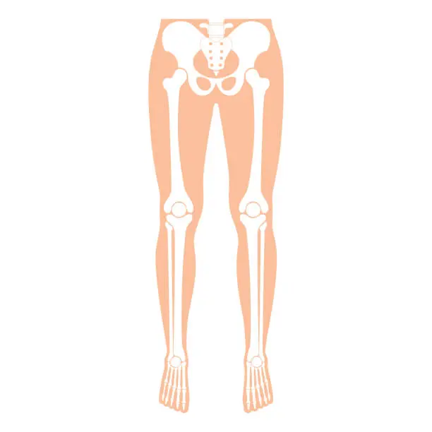 Vector illustration of Human leg bones anatomy.