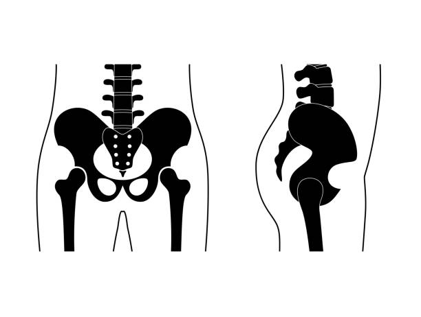 menschliche beckenanatomie. - pelvic bone stock-grafiken, -clipart, -cartoons und -symbole