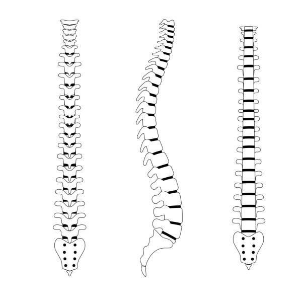 Spinal Column Worksheet Vertebral Column Anatomy Worksheet