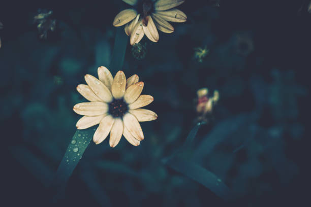 istock flower background; Close up; vintage style 1218464629
