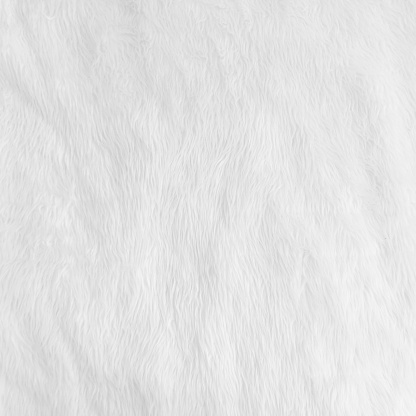 Fur background with white soft fluffy furry texture hair cloth of sheepskin for blanket and carpet interior decoration