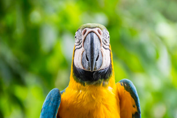 Colourful blue & yellow Parrot staring forward inquisitively