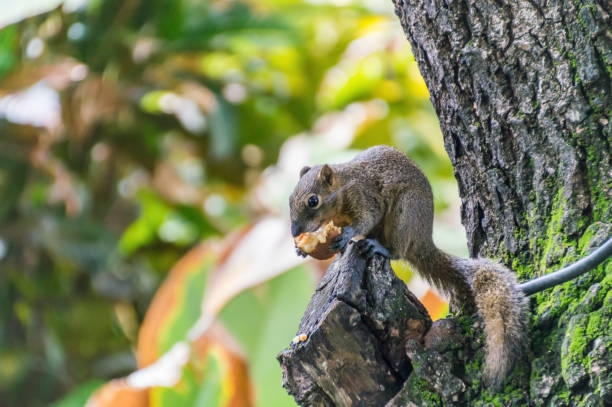 istock Squirrel in a tree eating fruit on a hot day 1218465640