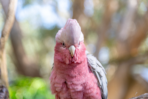 The galah (Eolophus roseicapilla), also known as the galah or pink and grey, is one of the most common and widespread cockatoos. This one bit me on the neck after taking this shot.