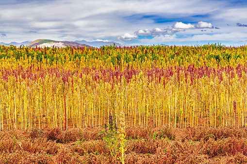 Campo de quinua roja y amarilla en las tierras altas andinas del Perú cerca de Cusco, Perú. photo