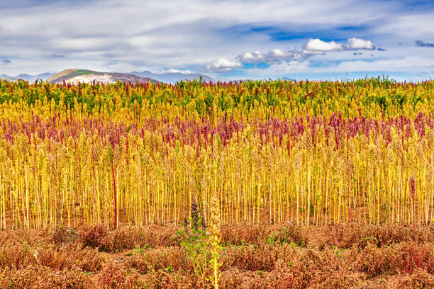 Red and yellow quinoa field in the Andean highlands of Peru near Cusco, Peru. Red and yellow quinoa field in the Andean highlands of Peru near Cusco by Maras Morea the old Incas agricultural fields. bolivian andes photos stock pictures, royalty-free photos & images