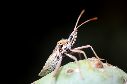 A triumphant-looking hemipteran foraging on a prickly pear cactus against a black background