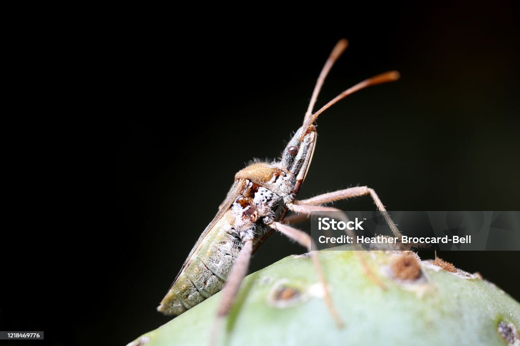 Leaf-Footed Cactus Bug (Narnia femorata) on a Prickly Pear Cactus (Opuntia sp.) A triumphant-looking hemipteran foraging on a prickly pear cactus against a black background Insect Stock Photo