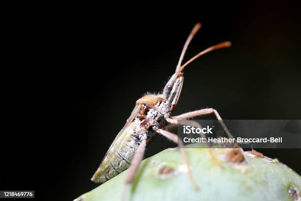 Leaffooted Cactus Bug Stock Photo - Download Image Now