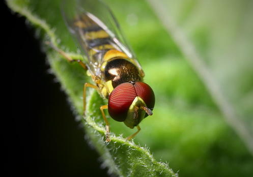 Close-up of a resting hoverfly resting on a leaf