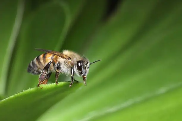 Photo of Super-cute honey bee (Apis mellifera) sitting on a leaf