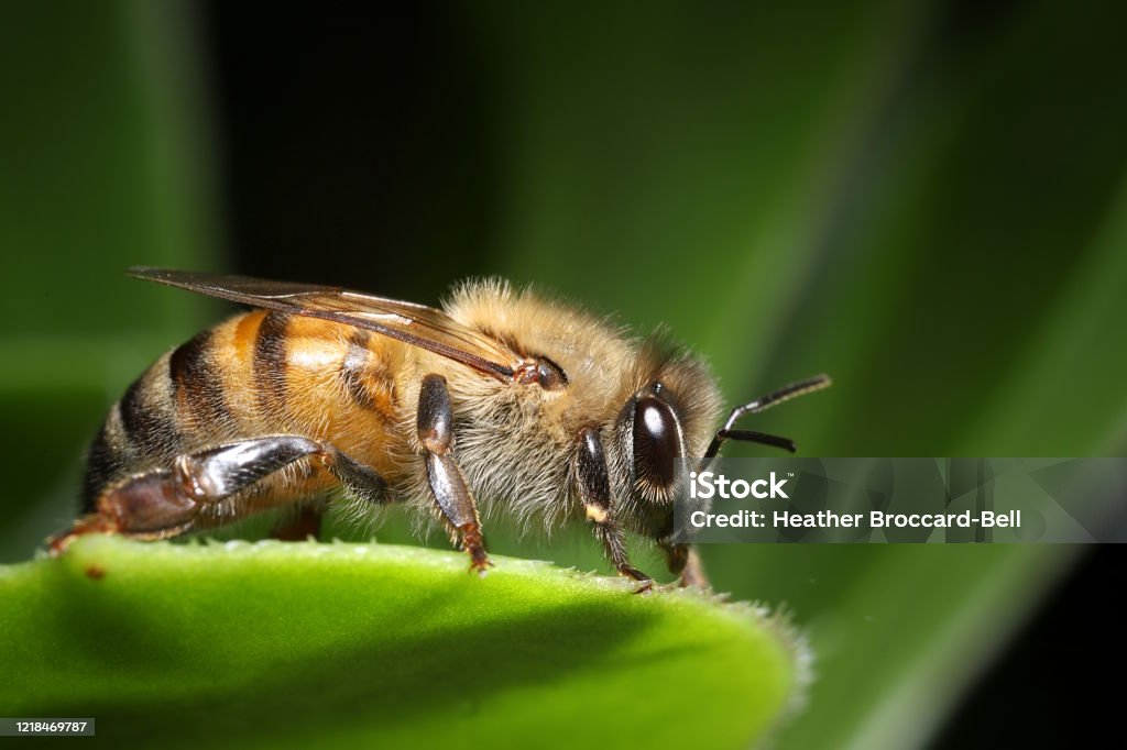 Close-up of a cute, fuzzy honey bee (Apis mellifera) Profile view of a honey bee resting on a leaf against a green background Honey Bee Stock Photo