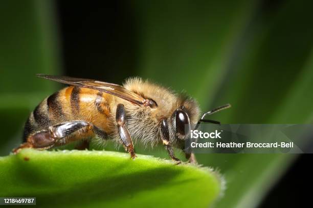 Closeup Of A Cute Fuzzy Honey Bee Stock Photo - Download Image Now
