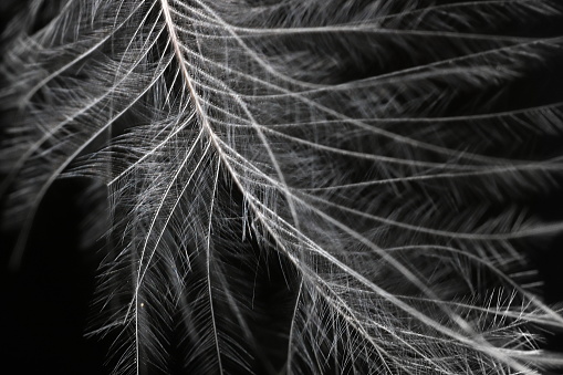 Abstract detail of a bird feather blowing in the breeze