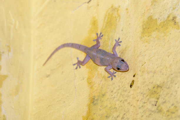 istock domestic gecko eating mosquitoes on the wall. 1218472191