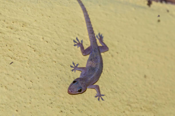 domestic gecko eating mosquitoes on the wall