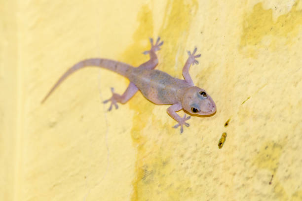 istock domestic gecko eating mosquitoes on the wall. 1218472200