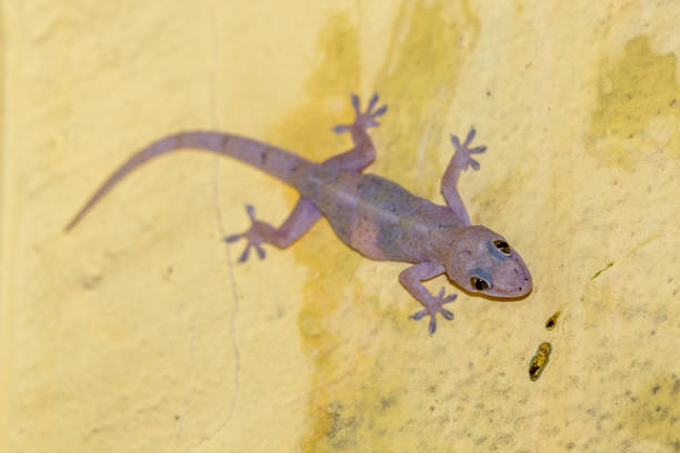 istock domestic gecko eating mosquitoes on the wall. 1218472203