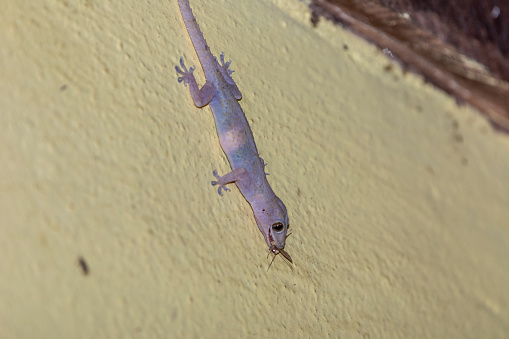 domestic gecko eating mosquitoes on the wall