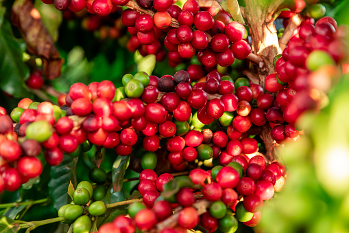 Primer plano de fruta de café en granja de café y plantaciones en Brasil. photo
