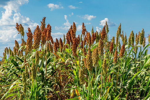 Sorghum bicolor is a genus of flowering plants in the grass family Poaceae. Native to Australia, with the range of some extending to Africa, Asia and certain islands in the Indian and Pacific Oceans