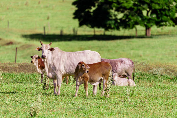 istock Herd grazing on a beautiful sunny day. 1218472312