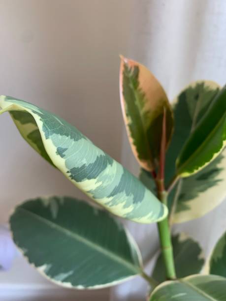 istock Variegated Rubber Plant 'Variegata' Ficus Elastica 1218472316