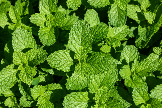 istock Mint leaves plantation in English 1218472335