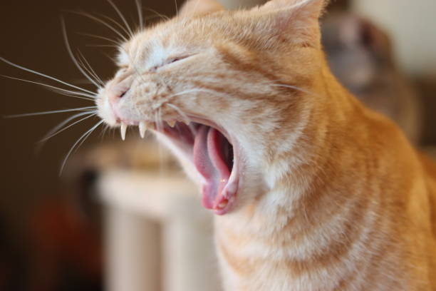 istock Cat yawning comfortably. 1218472934