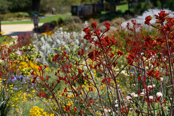 pata canguru vermelha e flores silvestres em king's park western australia - kings park - fotografias e filmes do acervo