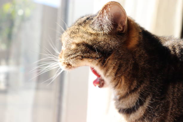 istock Cat yawning with large mouth open. 1218473272
