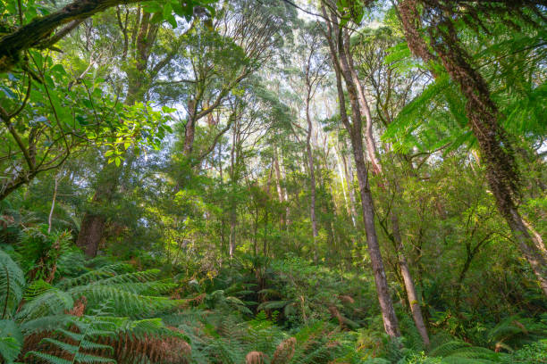 istock Dense environment of Cape Otway Rainforest 1218473419