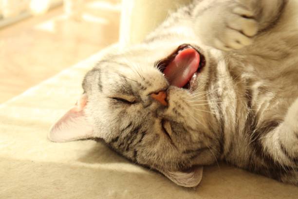 istock Cat lying on his back and yawning. 1218474162
