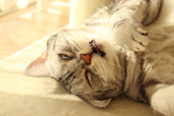 istock Cat with a funny face with white eyes. 1218474705