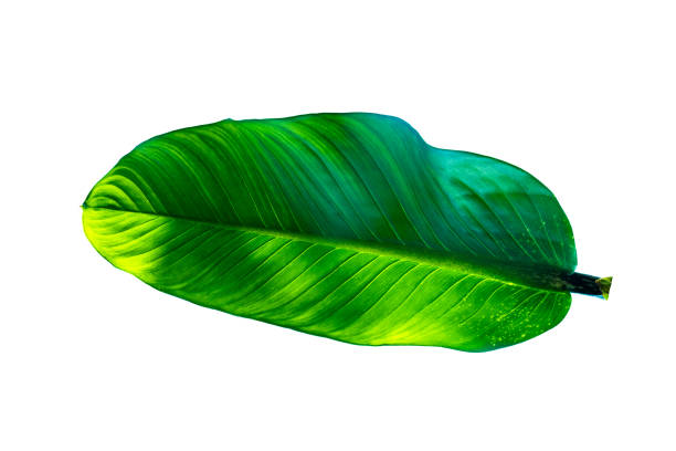 Branch with leaves isolated on white background