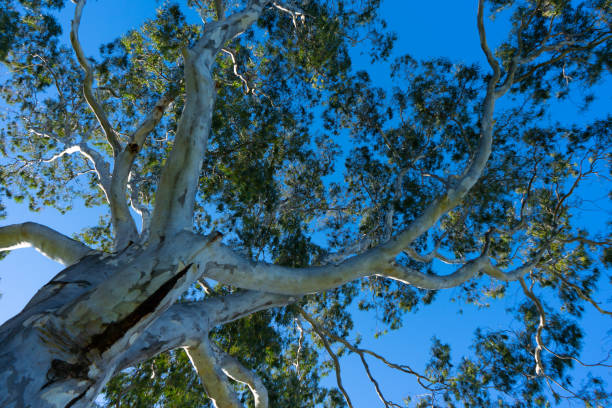 istock Large eucalyptus tree with blue sky in the background 1218474958