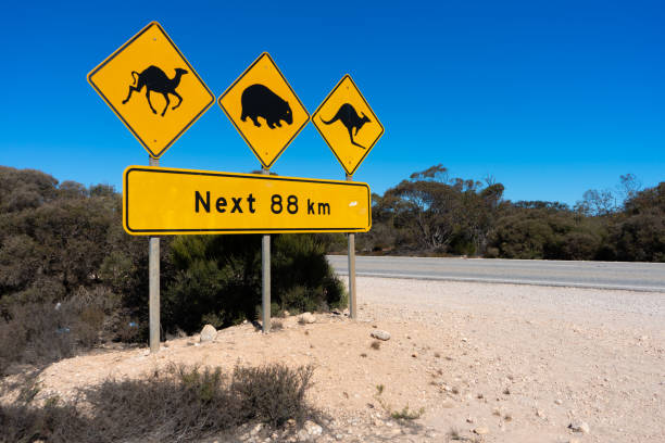 istock Wildlife warning road sign, Nullarbor, Western Australia 1218476587